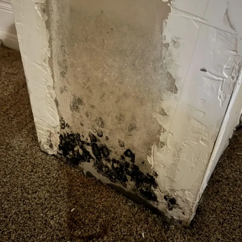Professional Mold Removal in Friendship, NY